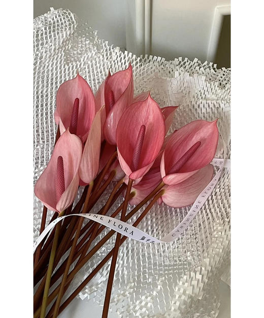 【绿光彩掌】萨维尔 深粉色掌 商品图1