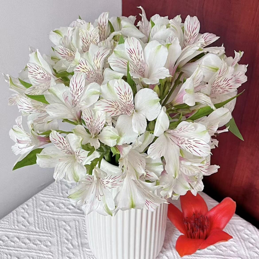 海盛六出花-白色 10枝