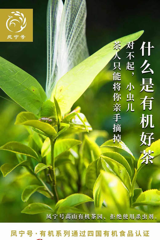 【新茶！有机单芽绿茶】凤宁号 卓璞白毫 高山云雾有机绿茶 250g/罐 商品图1