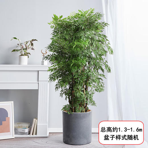 羽叶福禄桐盆栽-1盆客厅办公室大型植物乔迁开业生日升职茂盛大气好养净化空气去甲醛绿植 商品图2