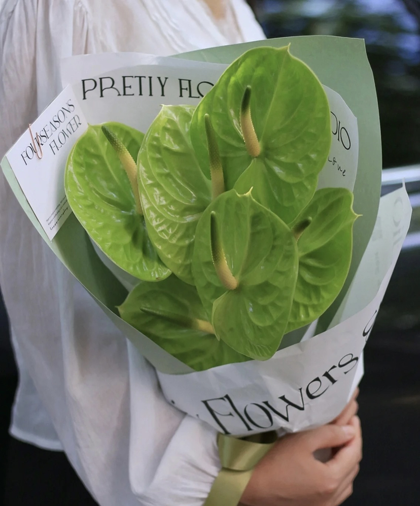 【绿光彩掌】米多蕊  绿掌