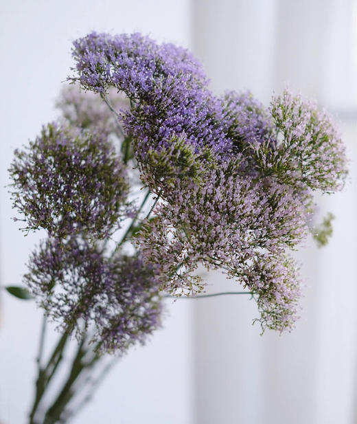 【夕雾森林】夕雾草  多色可选  扎 商品图3