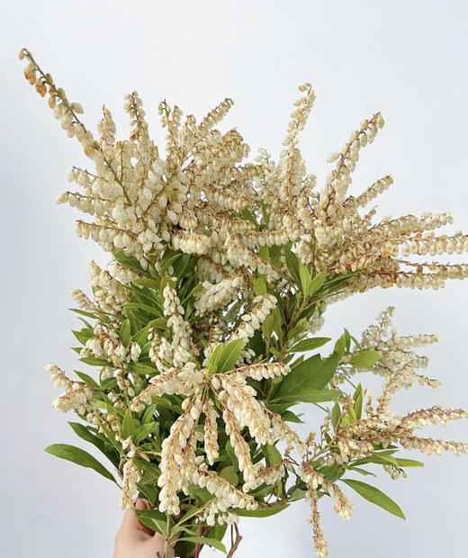 【似雪小铃铛】山里白 若干枝/扎 商品图2