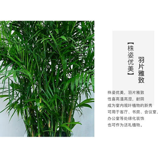 夏威夷竹盆栽-1盆室内大型植物竹子净化空气凤尾竹四季常青好养植物 商品图1