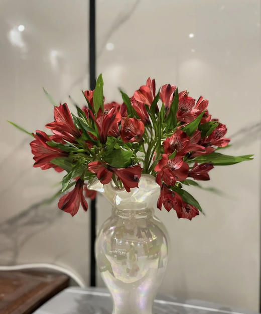 海盛六出花- 红色 10枝 商品图0