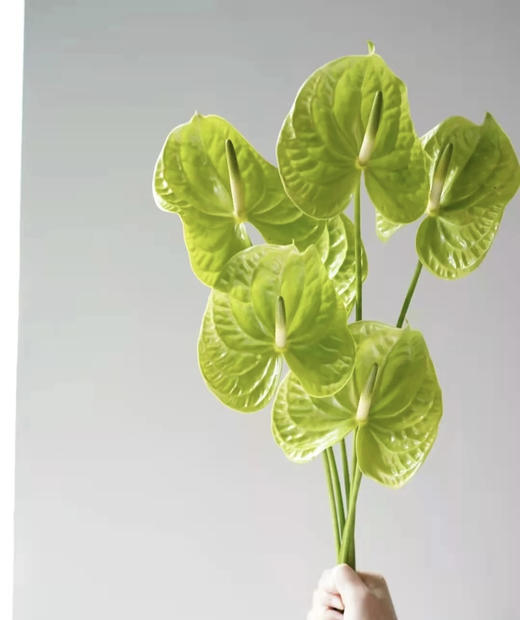 【绿光彩掌】米多蕊  绿掌 商品图1