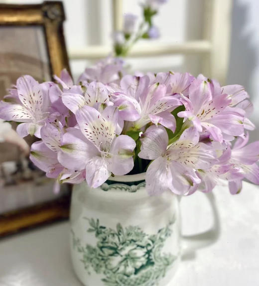 【进口六出花】 浅紫色  5枝 商品图0