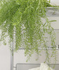 【惹人怜爱】绿铃草（BB草）若干枝/扎 商品缩略图2