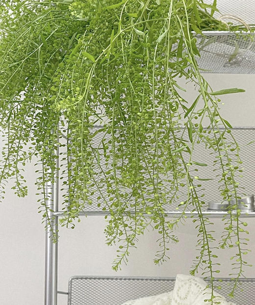 【惹人怜爱】绿铃草（BB草）若干枝/扎 商品图2