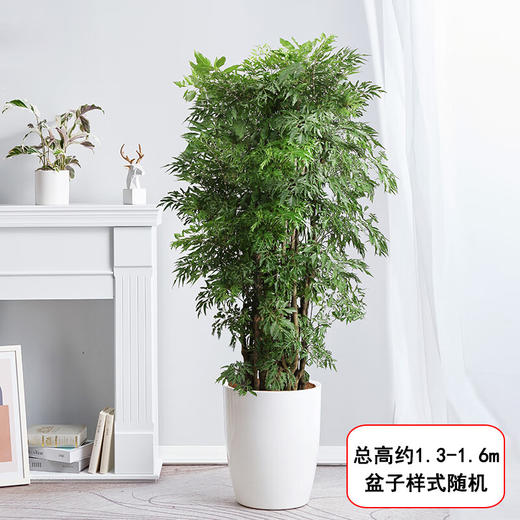 羽叶福禄桐盆栽-1盆客厅办公室大型植物乔迁开业生日升职茂盛大气好养净化空气去甲醛绿植 商品图1