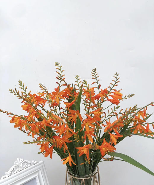 【热烈的情感】火焰兰 约10支/扎 商品图4