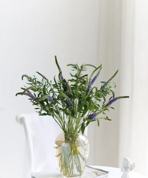 【每日福利】鼠尾  10支/扎  多色可选 商品图0