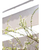 【开花特惠】雪柳花 约6-8枝/扎 商品缩略图1