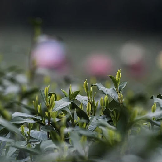 明前西湖狮峰龙井茶 | 2025年新茶上市 核心产区 明前头采 一芽一叶初展 20年专业采摘经验 兰花香明显 茶汤清澈 鲜香醇甜 商品图9