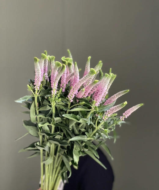 【每日福利】鼠尾  10支/扎  多色可选 商品图1