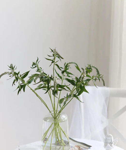 【每日福利】鼠尾  10支/扎  多色可选 商品图3