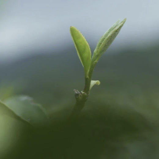明前西湖狮峰龙井茶 | 2025年新茶上市 核心产区 明前头采 一芽一叶初展 20年专业采摘经验 兰花香明显 茶汤清澈 鲜香醇甜 商品图12