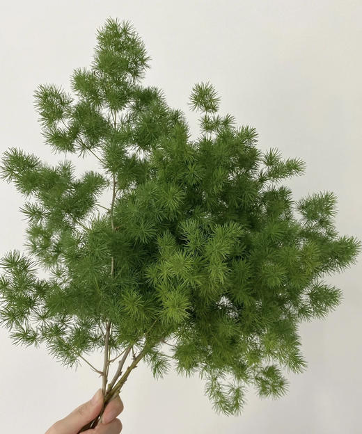 蓬莱松  若干枝/扎 商品图2