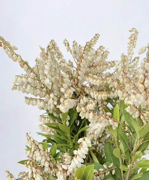 【似雪小铃铛】山里白 若干枝/扎 商品图3