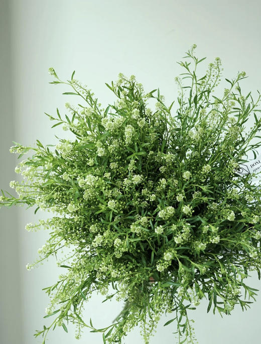 【惹人怜爱】绿铃草（BB草）若干枝/扎 商品图5