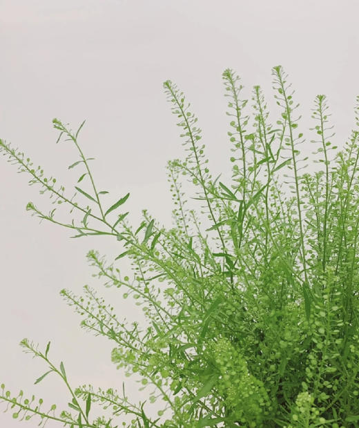 【惹人怜爱】绿铃草（BB草）若干枝/扎 商品图4