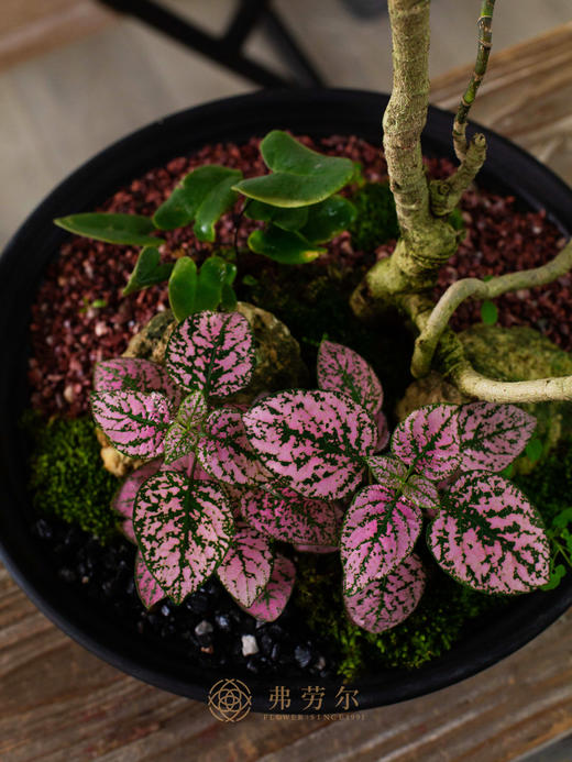 福禄桐 商品图1