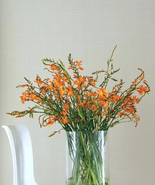 【热烈的情感】火焰兰 约10支/扎 商品图5