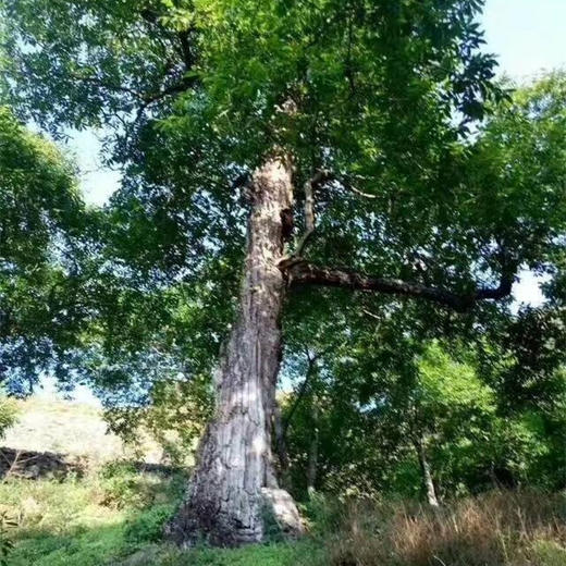 丨生态丨大理彝族山区生态核桃 桃漾温核桃，纸皮核桃，皮薄肉满，清香回甜，真正原生态老树果 商品图7