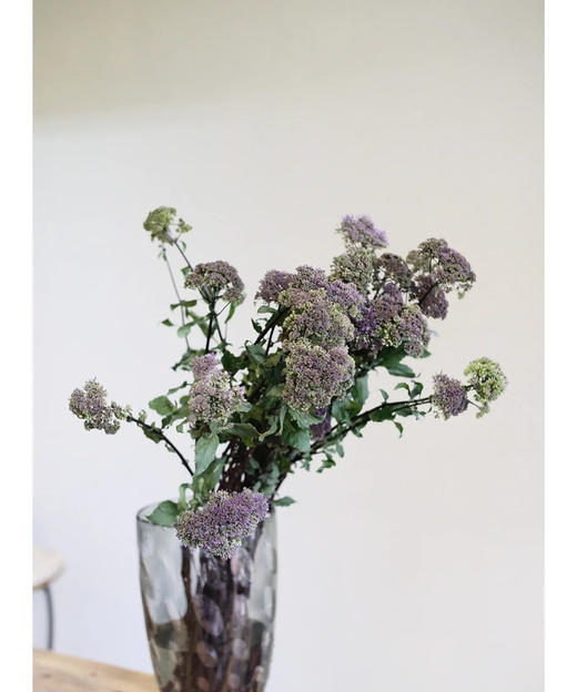 【夕雾森林】夕雾草  多色可选  扎 商品图4