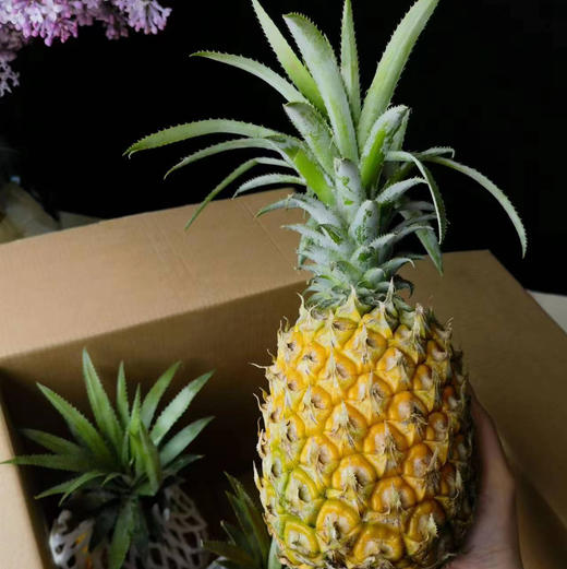 徐闻菠萝3只一箱装约5斤 商品图7