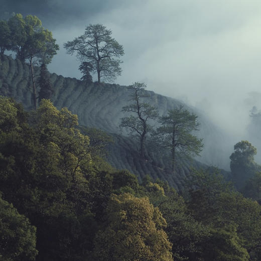 明前西湖狮峰龙井茶 | 2025年新茶上市 核心产区 明前头采 一芽一叶初展 20年专业采摘经验 兰花香明显 茶汤清澈 鲜香醇甜 商品图10