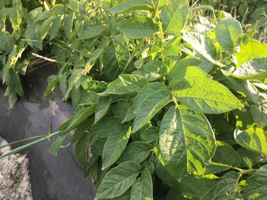 【拍1.5kg发2.5kg】良道天成  有机迷你黄土豆  黄心香软   美味十足 商品图2