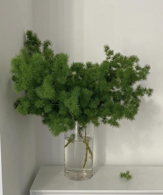 蓬莱松  若干枝/扎 商品图3