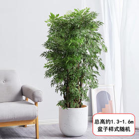 羽叶福禄桐盆栽-1盆客厅办公室大型植物乔迁开业生日升职茂盛大气好养净化空气去甲醛绿植