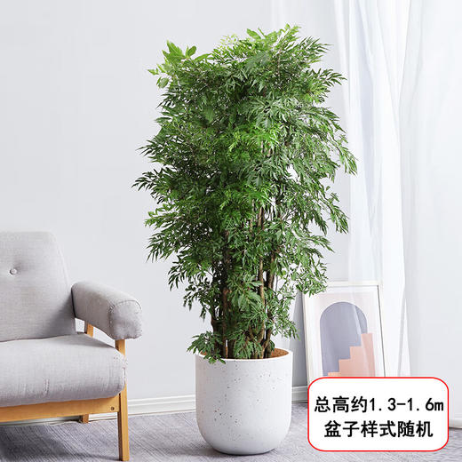 羽叶福禄桐盆栽-1盆客厅办公室大型植物乔迁开业生日升职茂盛大气好养净化空气去甲醛绿植 商品图0