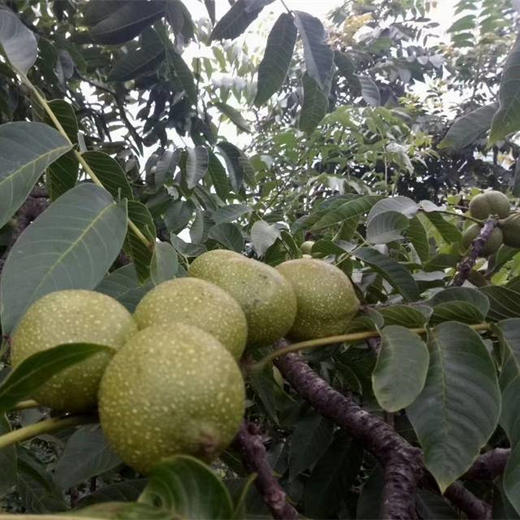 丨生态丨大理彝族山区生态核桃 桃漾温核桃，纸皮核桃，皮薄肉满，清香回甜，真正原生态老树果 商品图3