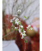 【开花特惠】雪柳花 约6-8枝/扎 商品缩略图2