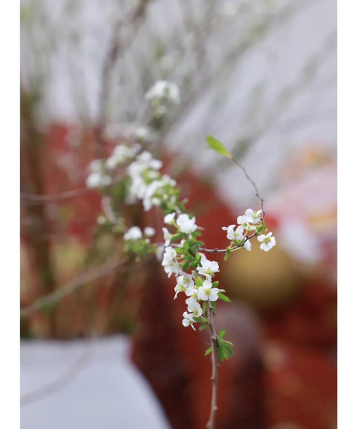 【开花特惠】雪柳花 约6-8枝/扎 商品图2