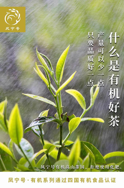 【新茶！有机单芽绿茶】凤宁号 卓璞白毫 高山云雾有机绿茶 250g/罐 商品图2