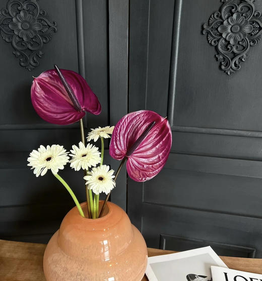 【绿光彩掌】马拉维利亚  圆型深紫掌 商品图2