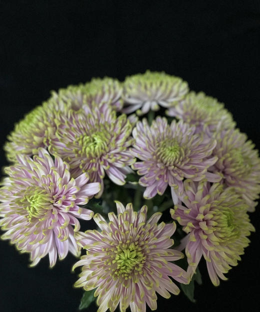 安娜菊-粉绿 10支/扎 商品图9