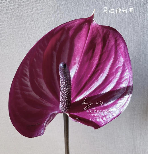 【绿光彩掌】马拉维利亚  圆型深紫掌 商品图1