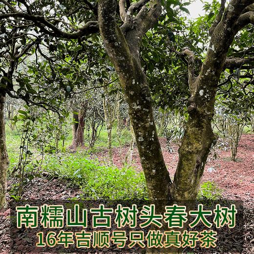 2023春茶现货吉顺号南糯山100g*5沱云南古树普洱生茶沱茶生普茶叶 商品图3