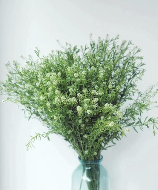 【惹人怜爱】绿铃草（BB草）若干枝/扎 商品图1