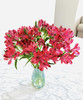 【进口六出花】红色  5枝 商品缩略图0