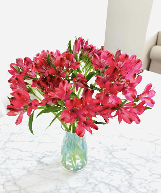 【进口六出花】红色  5枝 商品图0