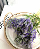 【家庭幸福】多头鼠尾  多色可选 约8-10支/扎 商品缩略图2