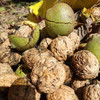 丨生态丨大理彝族山区生态核桃 桃漾温核桃，纸皮核桃，皮薄肉满，清香回甜，真正原生态老树果 商品缩略图1