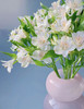 【进口六出花】白色  5枝 商品缩略图0