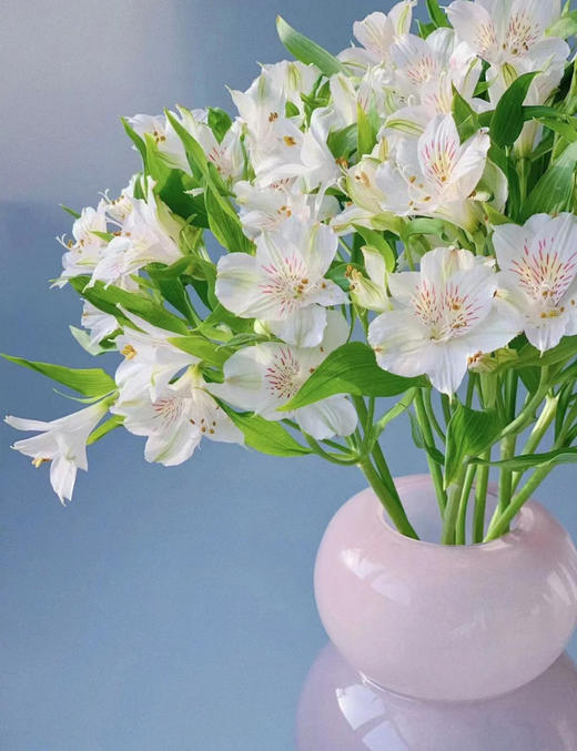 【进口六出花】白色  5枝 商品图0